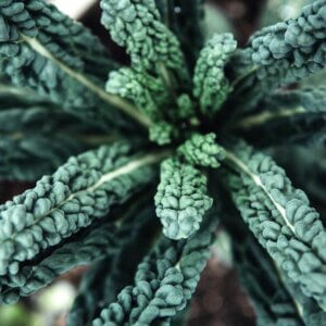NL’s Hydroponic Dinosaur Kale – 100gm