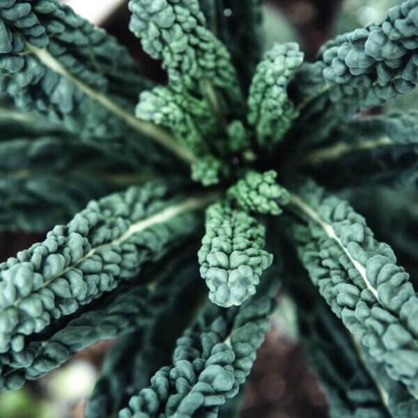 NL's Hydroponic Dinosaur Kale - 100gm