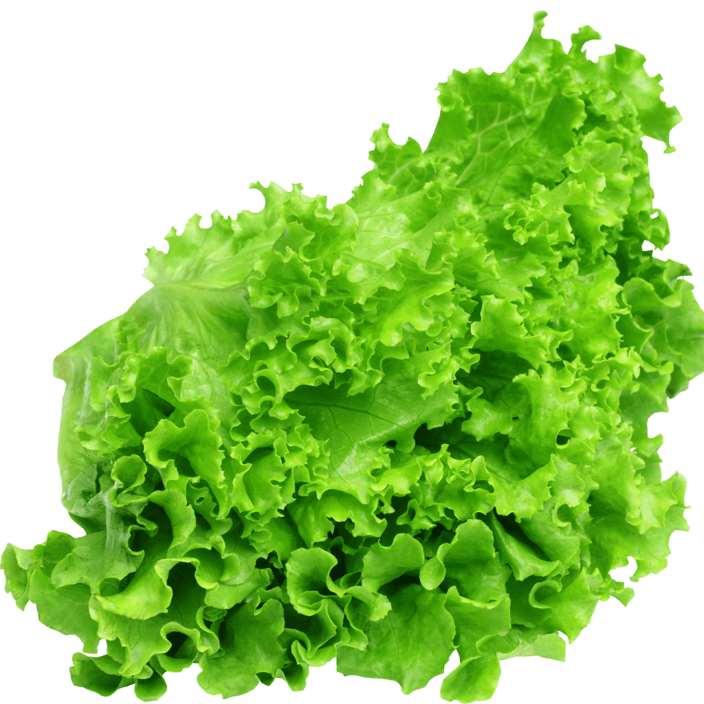 Read more about the article hydroponic leafy vegetables