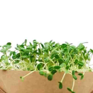 NL’s Micro-green Mix Box