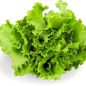 NL’s Hydroponic Lettuce Green