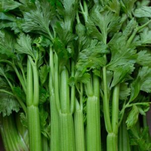 NL’s Hydroponic Celery