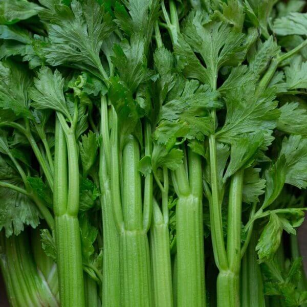 NL's Hydroponic Celery