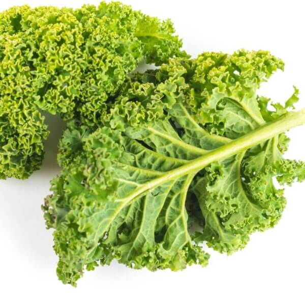 NL's Hydroponic Curly Kale