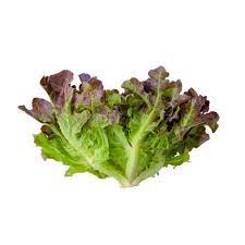 NL’s Hydroponic Lettuce Red-Oak