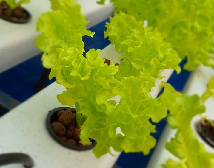 Read more about the article Factors affecting plant growth