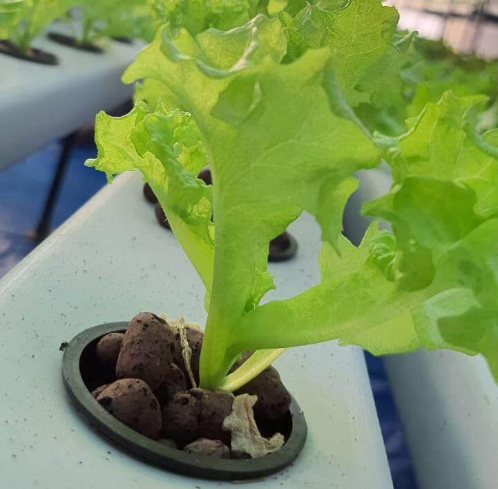 Read more about the article Effects of Light on Plant Growth