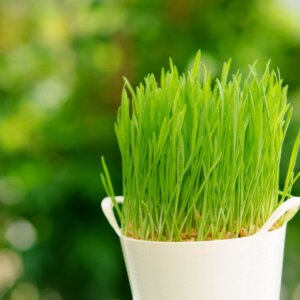 NL’s Hydroponic Wheatgrass