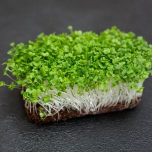 NL’s Mustard Microgreen-100gms