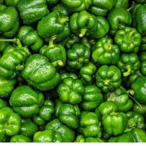 NL’s Hydroponic Capsicum