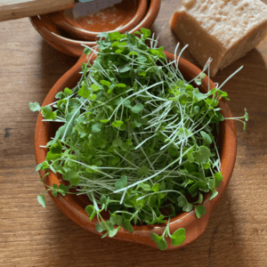 NL’s Radish Microgreen