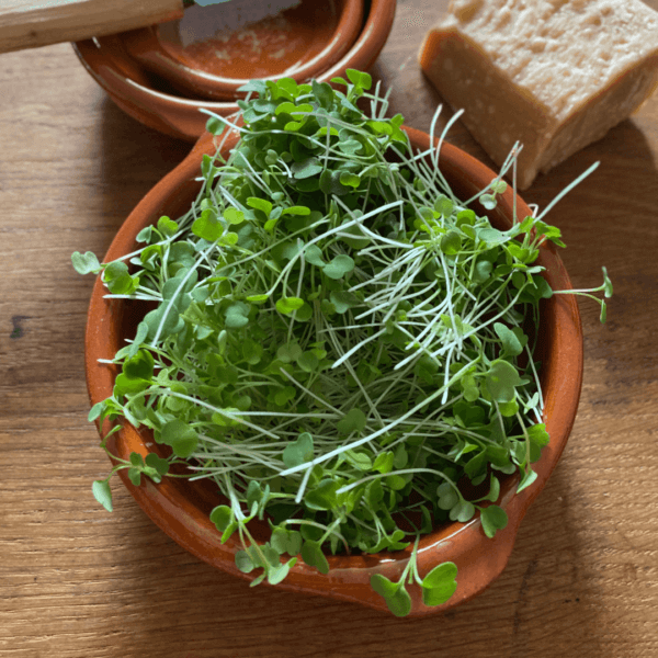 NL’s Radish Microgreen