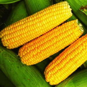 Sweet Corn || Fresh & Organic || Sweet & Juicy || Direct from Farm