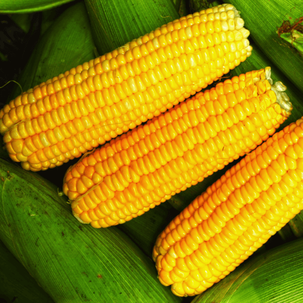 Sweet Corn || Fresh & Organic || Sweet & Juicy || Direct from Farm