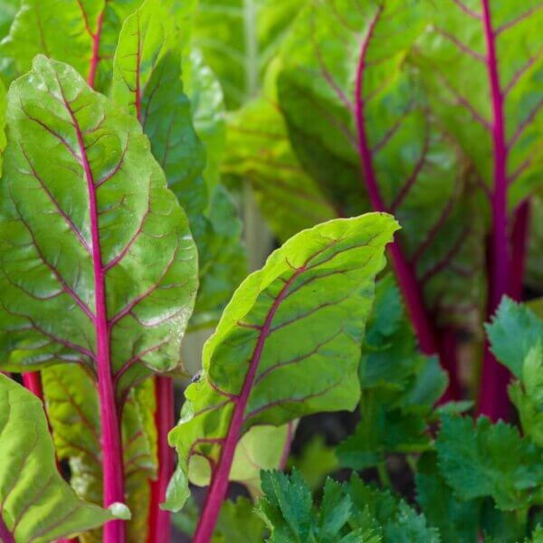 NL’s Hydroponic Swiss Chard - Image 3